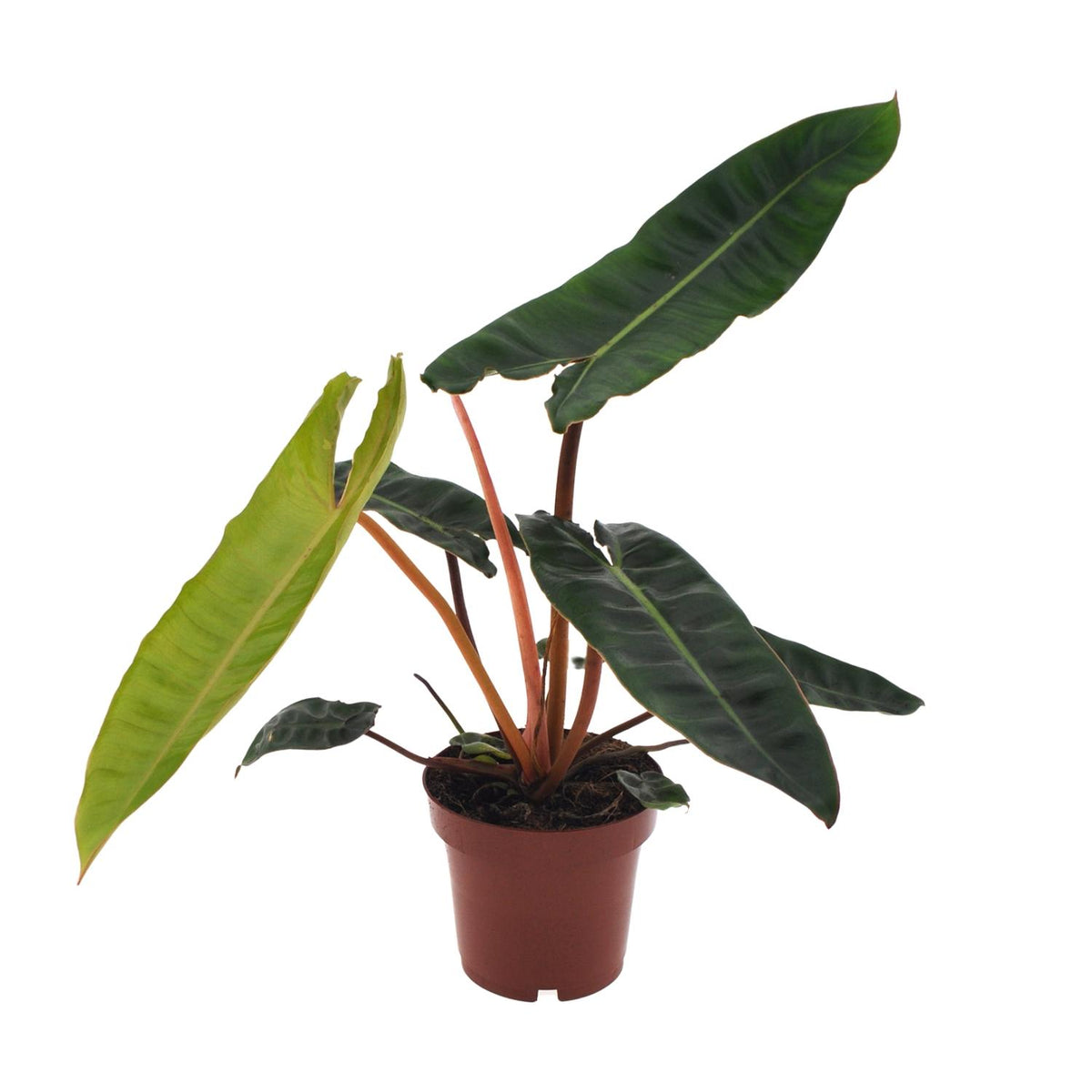 Philodendron Billietiae, plant in pot