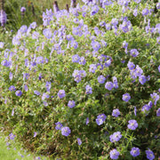 Geranium Rozanne