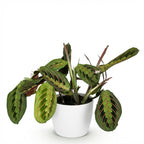 Maranta Fascinator Tricolour met witte pot, sterke plant