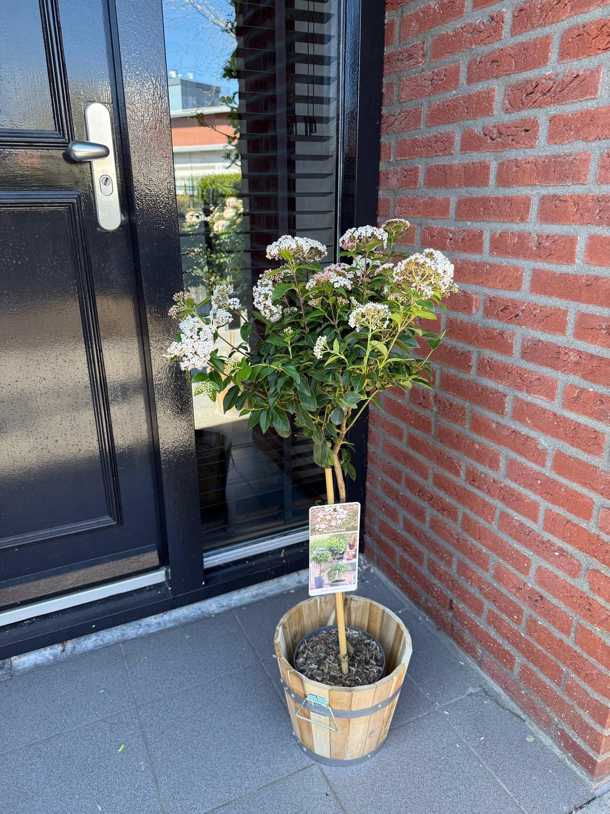Viburnum tinus, groeiwijze van de plant