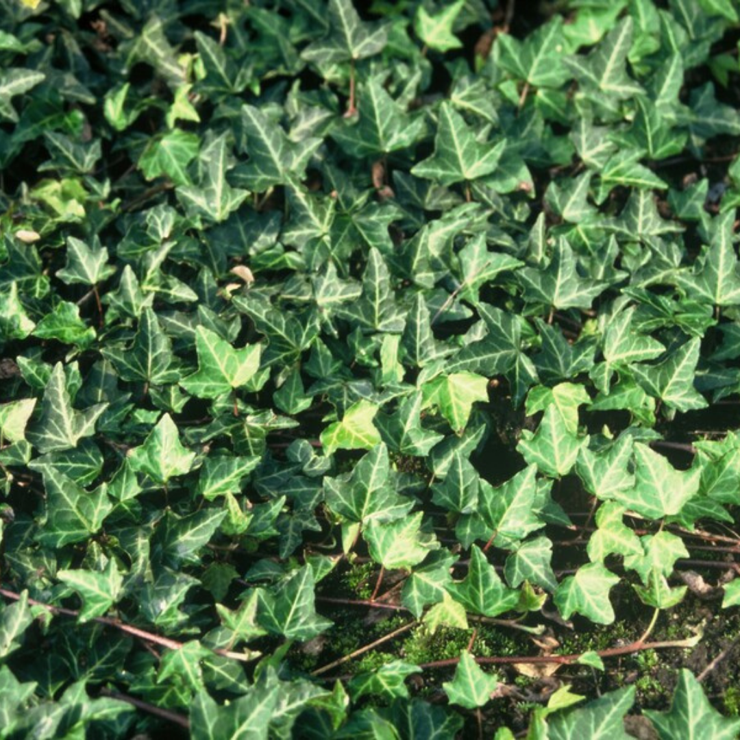 Klimop Hedera 'Green Ripple' pluggen, klimplant, 6 stuks, groene bladeren