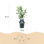 Hibiscus syriacus Oiseau Blue, groene bladeren