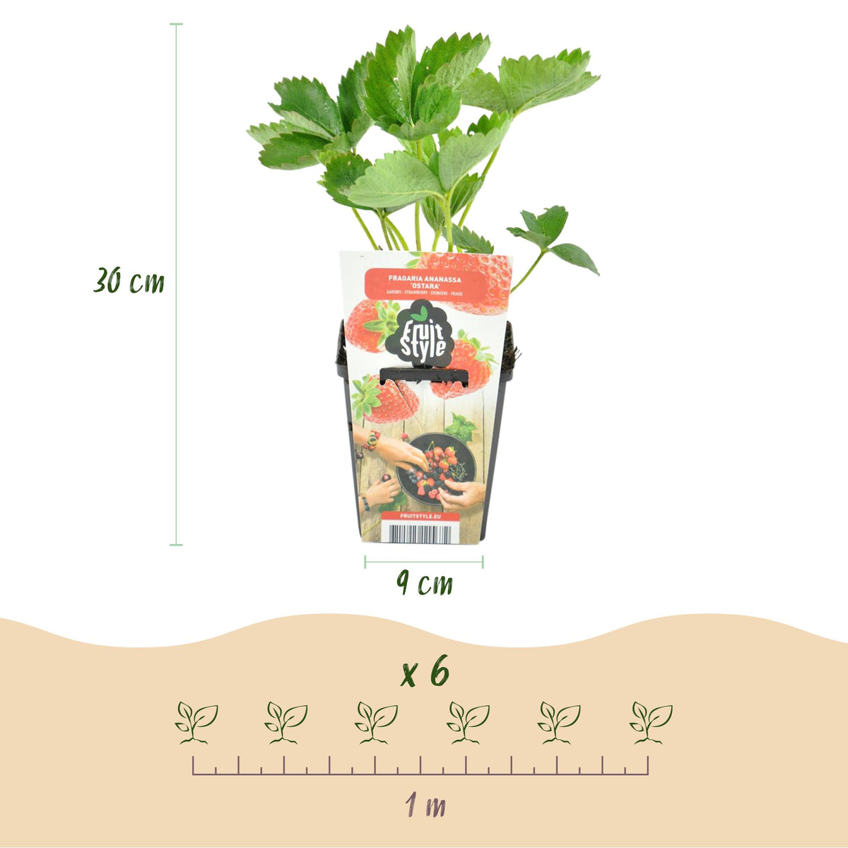 Aardbei Fragaria Maxim, kenmerkend blad