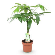 Pachira Aquatica gevlochten stam, 60-70 cm hoog