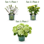 Hortensia Hydrangea Magical Nobless, groeiwijze van de plant