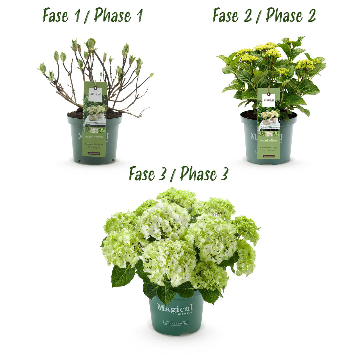 Hortensia Hydrangea Magical Nobless, groeiwijze van de plant