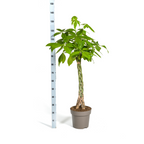 Pachira Aquatica, groeiwijze van de plant