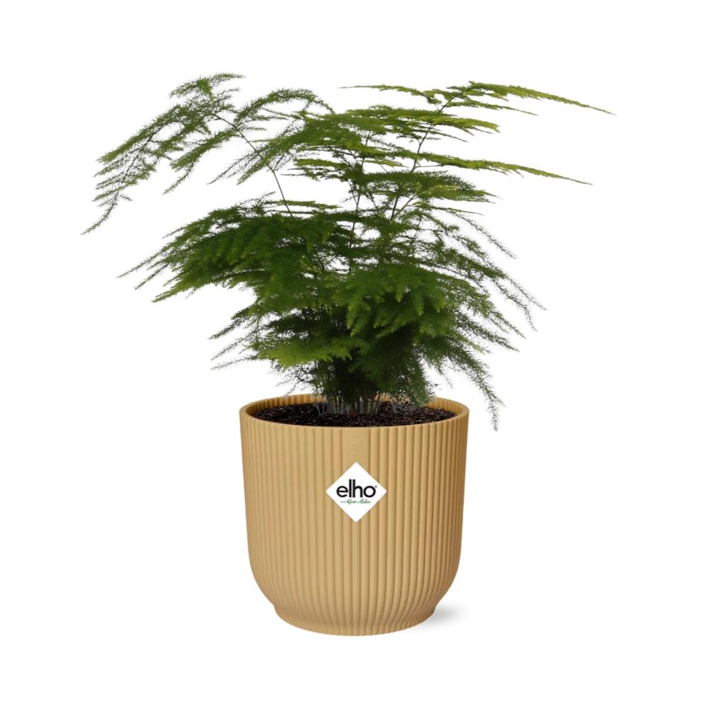 Detailfoto van Asparagus Setaceus ‘Plumosus’ in ELHO Vibes Fold 14cm geel