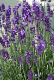 Lavandula ang. &