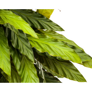 Calathea Rufibarba