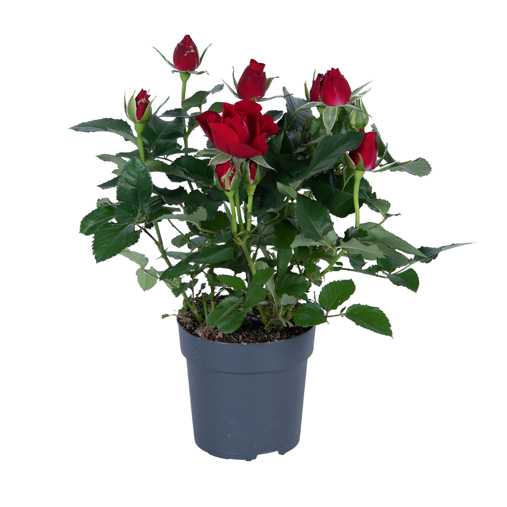 Productafbeelding van Pureplant