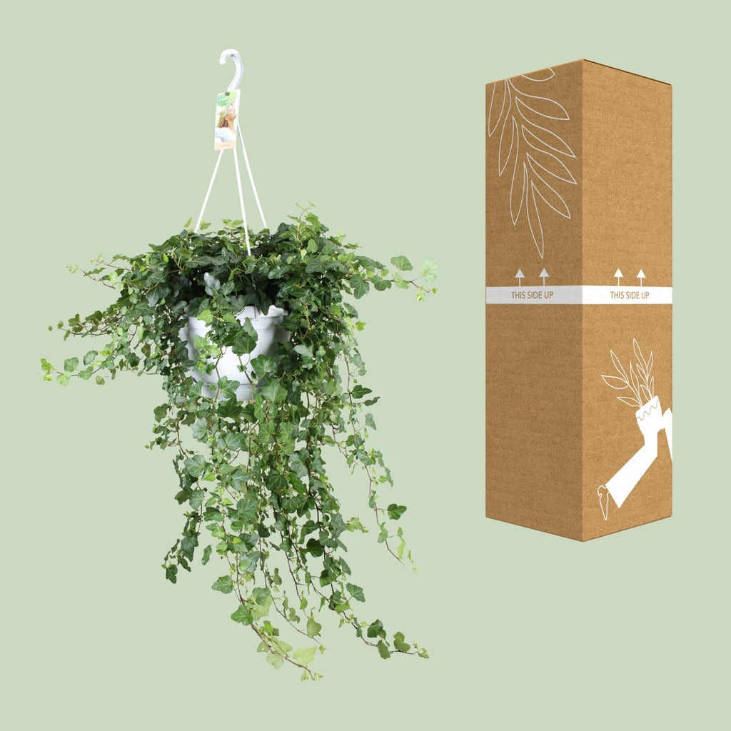 Detailfoto van Hedera Wonder Green