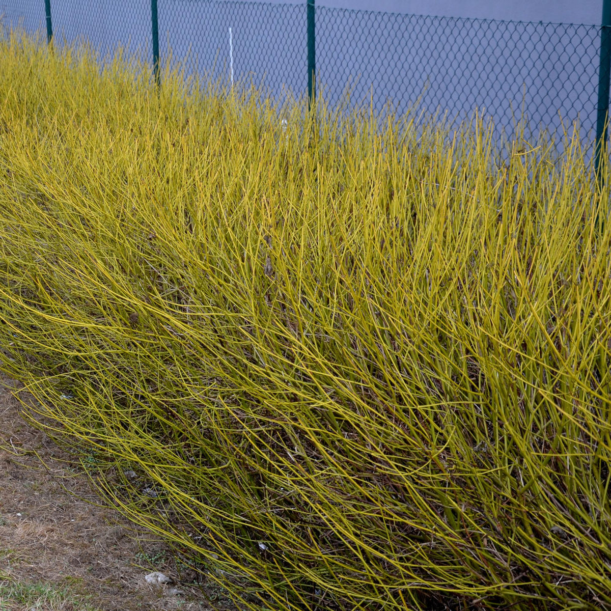 Cornus alba Flaviramea, groeiwijze van de plant