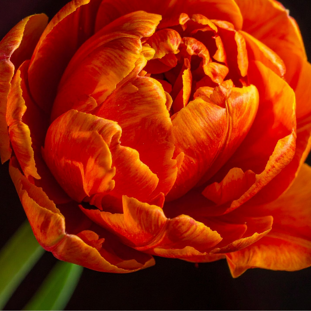 Tulpenbollen Icoon – 20 Stuks  Maat 11/12, detail van het blad