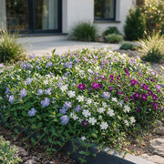 Driekleurige maagdenpalm Vinca minor tricolour, 12 planten