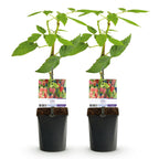 Taybes, groeiwijze van de plant