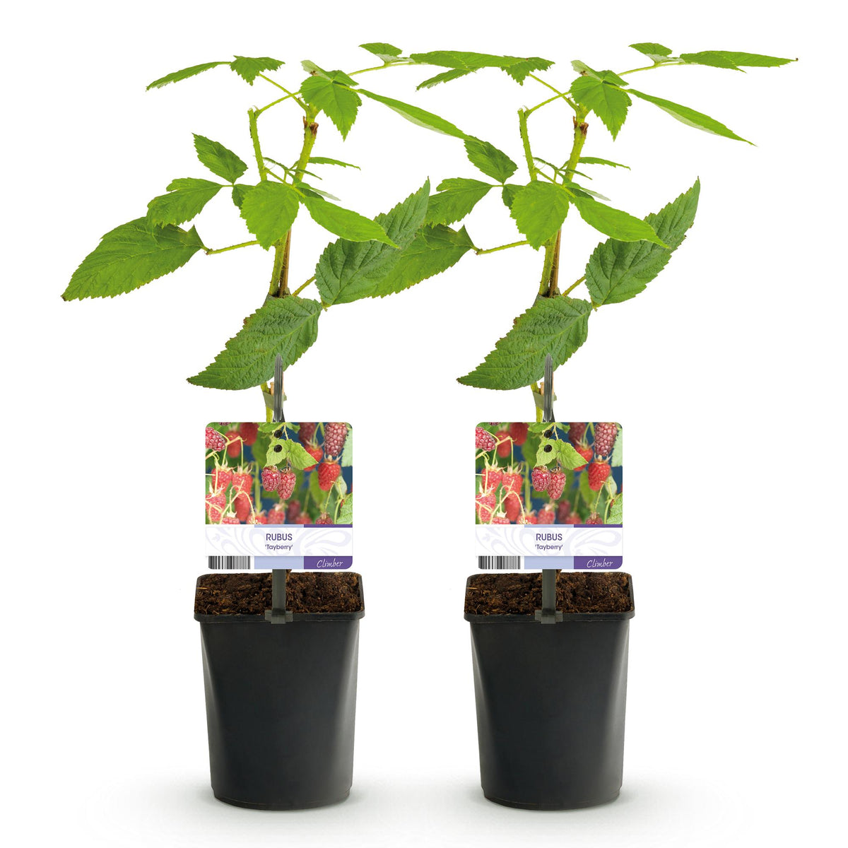 Taybes, groeiwijze van de plant