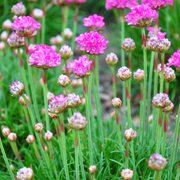 Armeria m. &