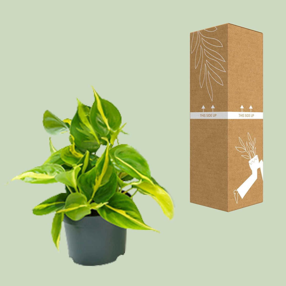 Detailfoto van Philodendron Scandens Brasil