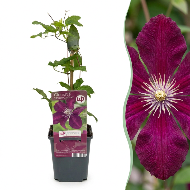 Clematis &