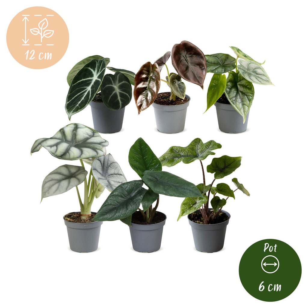 6x Baby Alocasia Familie - Rood - Groen - Zwart - Zilver - Grijs - Tropisch - Ø6cm - ↕12cm, groeiwijze van de plant