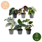 6x Baby Alocasia Familie - Rood - Groen - Zwart - Zilver - Grijs - Tropisch - Ø6cm - ↕12cm, groeiwijze van de plant
