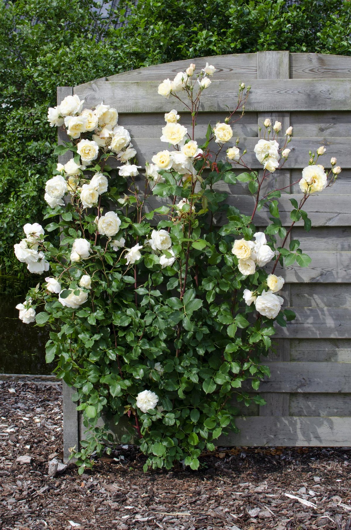 Productfoto van Rosa Crazy in love 'Vanilla' - Creme Roos