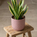 Plantenpot met reliëf, keramiek in oudroze, Ø13,5 cm, plant in pot