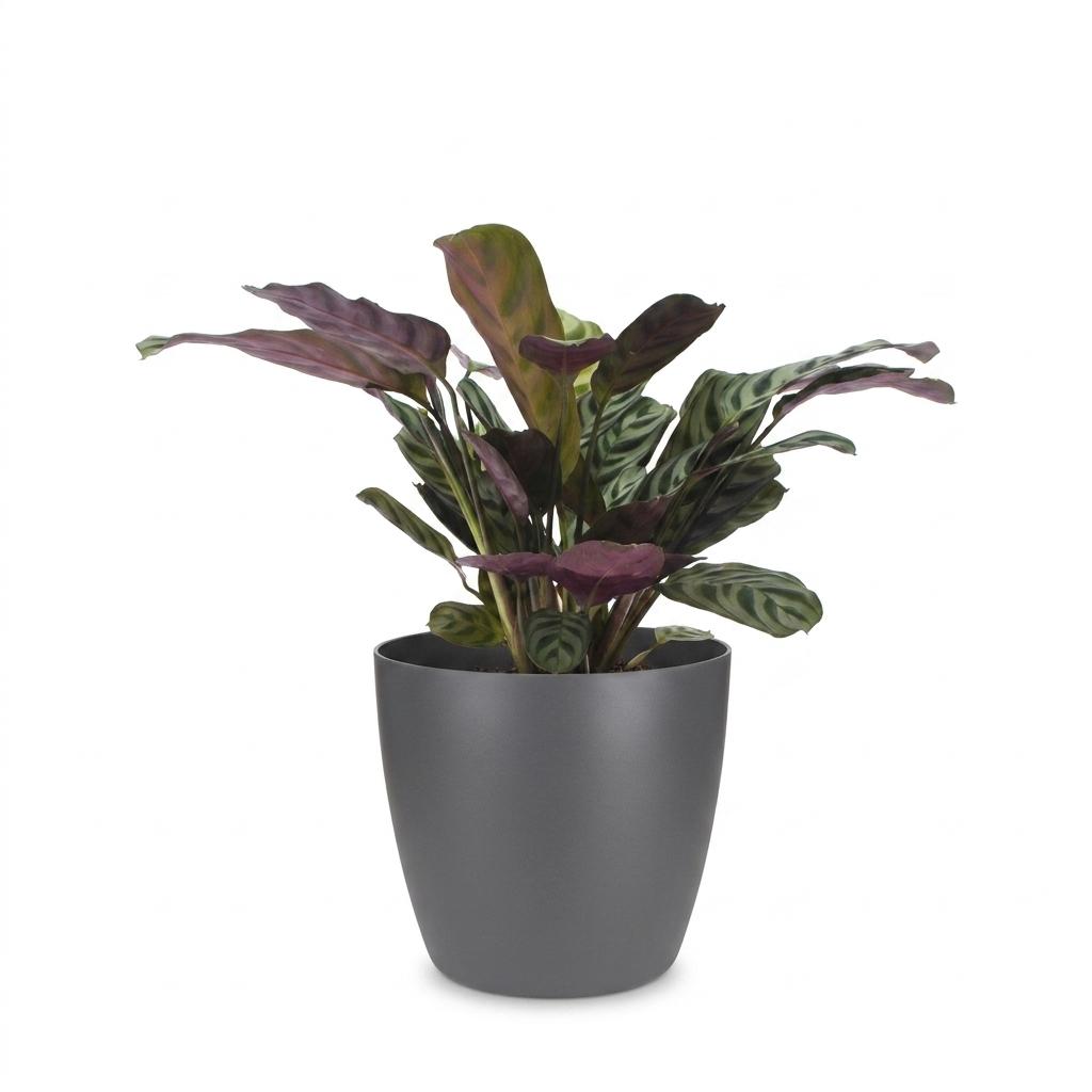 Ctenanthe Burle Marxii - Visgraatplant - met grijze pot, kenmerkend blad