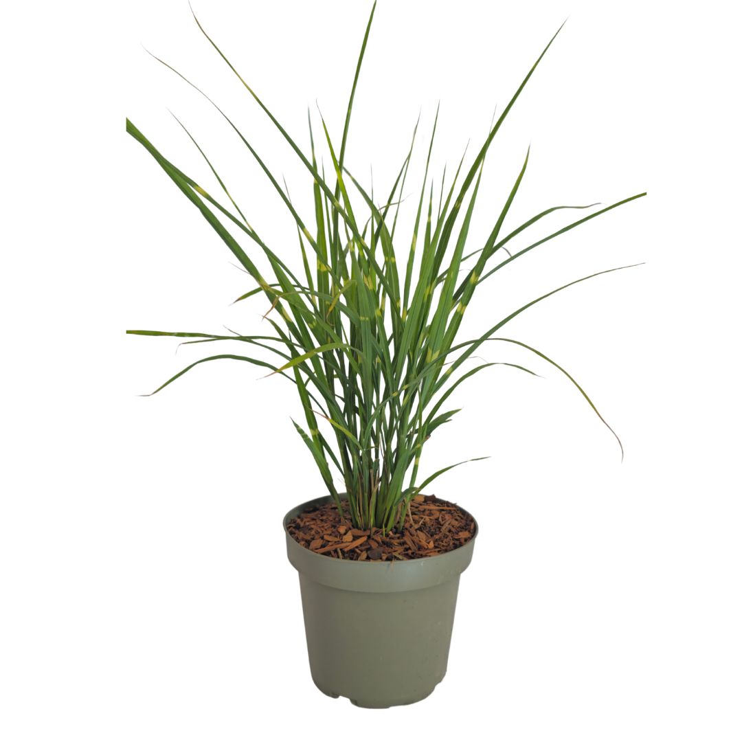 Zebragras Zebrinus, siergras met gestreept blad, compacte plant