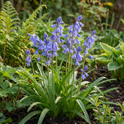 Wilde hyacint Hyacinthoides non-scripta, blauw, foto 2
