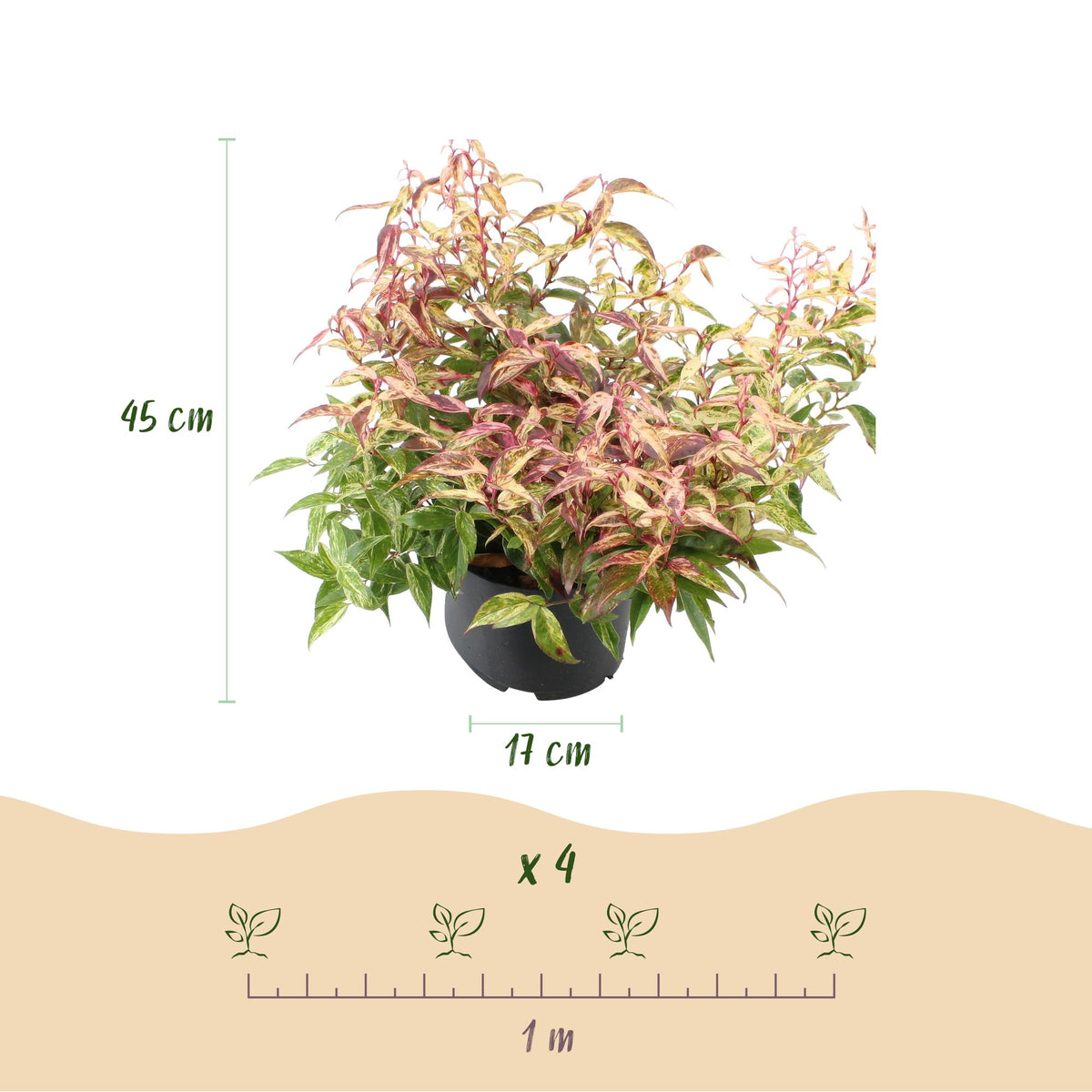 Leucothoe Makijaz, sierlijke plant