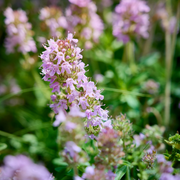 Thymus vulgaris