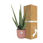 Detailfoto van Aloe Vera 12cm in ELHO Vibes Fold 14cm roze