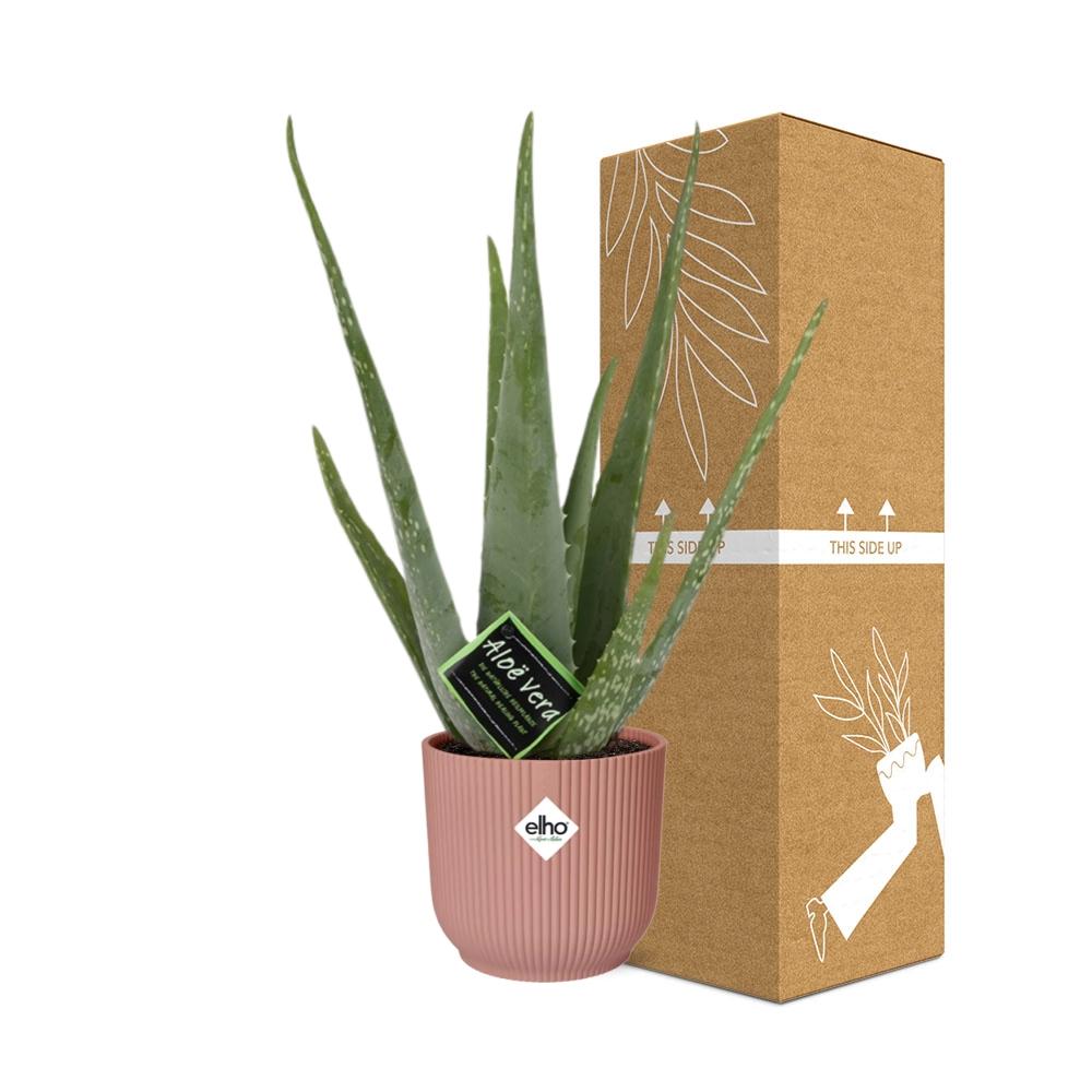 Detailfoto van Aloe Vera 12cm in ELHO Vibes Fold 14cm roze