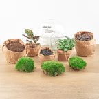 Detailfoto van DIY terrarium bolglas Dome, hark, schep, pincet