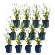 Pennisetum alop. Little Bunny - Lampenpoetsergras - Met Pluim - 12 Planten