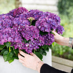 Hortensia Hydrangea Forever & Ever paars, plant in pot