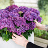 Hortensia Hydrangea Forever & Ever paars