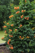 Productfoto van Campsis Indian Summer - Trompetbloem Oranje