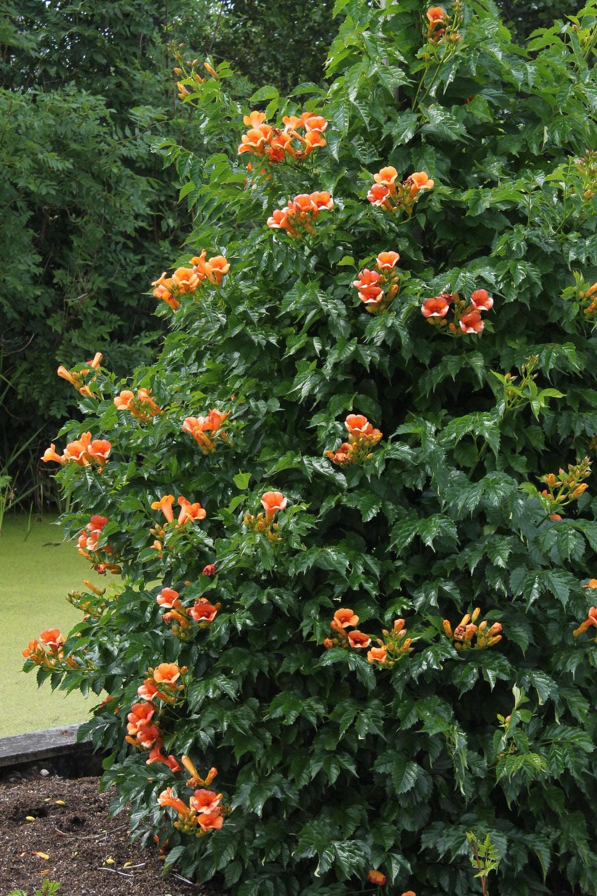 Productfoto van Campsis Indian Summer - Trompetbloem Oranje