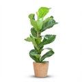 Ficus Lyrata met Mand Zeegras naturel, detail van het blad
