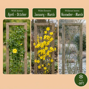 Jasminum nudiflorum - winterjasmijn - set van 6 - Ø9 cm