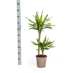 Dracaena Deremensis Rikki, detail van het blad