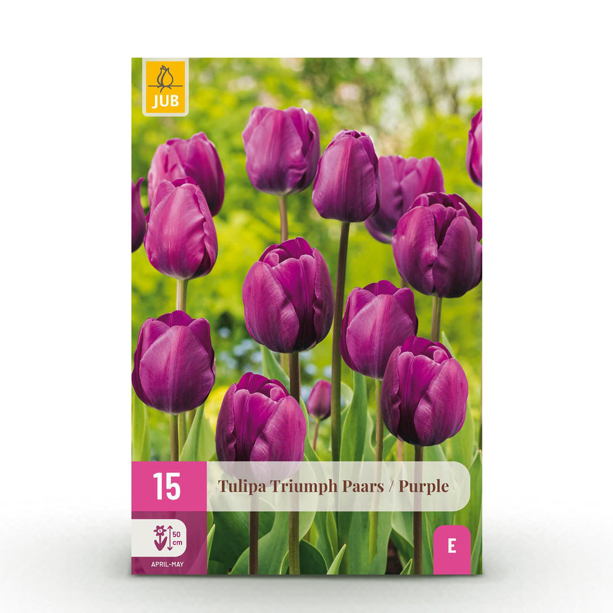 Tulp Triumph Purple, detail van het blad