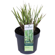 Miscanthus sinensis Strictus
