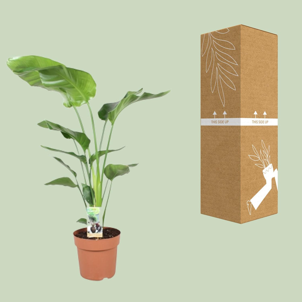 Detailfoto van Strelitzia Nicolai