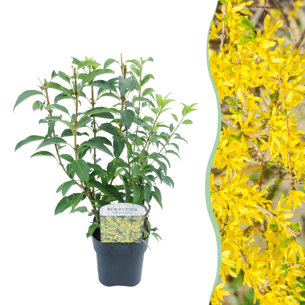 Forsythia intermedia Goldrauch, plant in pot