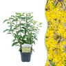 Forsythia intermedia Goldrauch