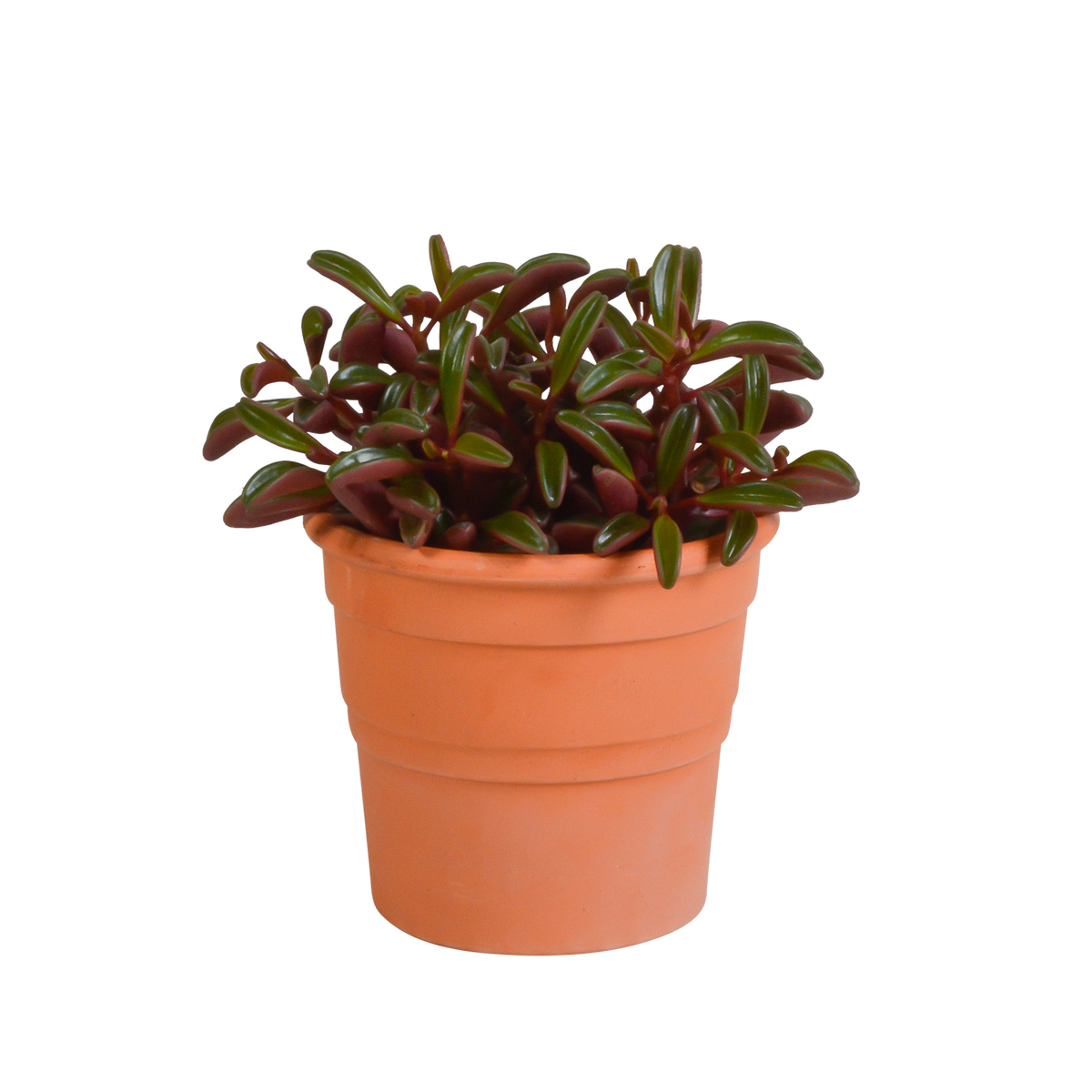 Productafbeelding van Pureplant